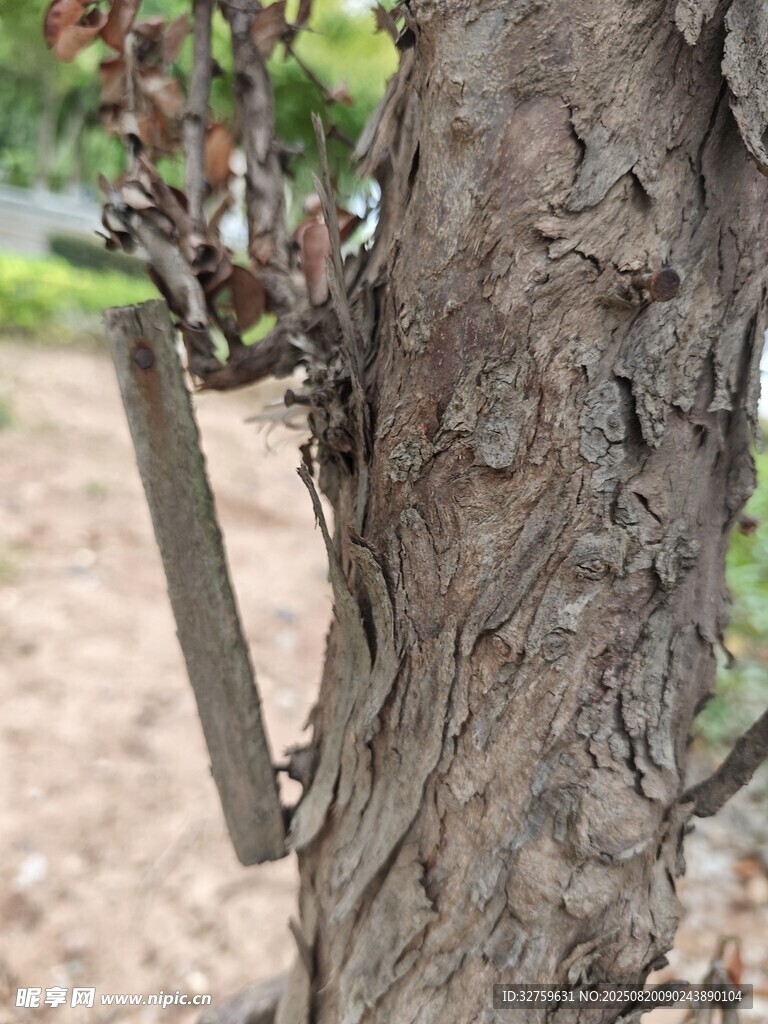 树干上的悬挂标牌