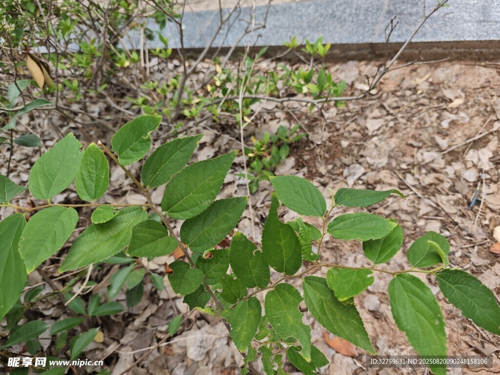 绿叶繁茂的地面植物