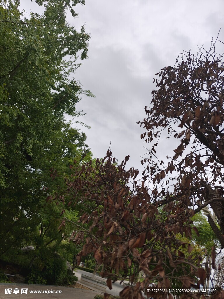 户外绿树与变色树叶景观