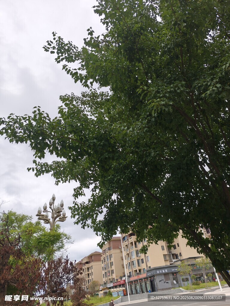 绿树掩映下的城市建筑