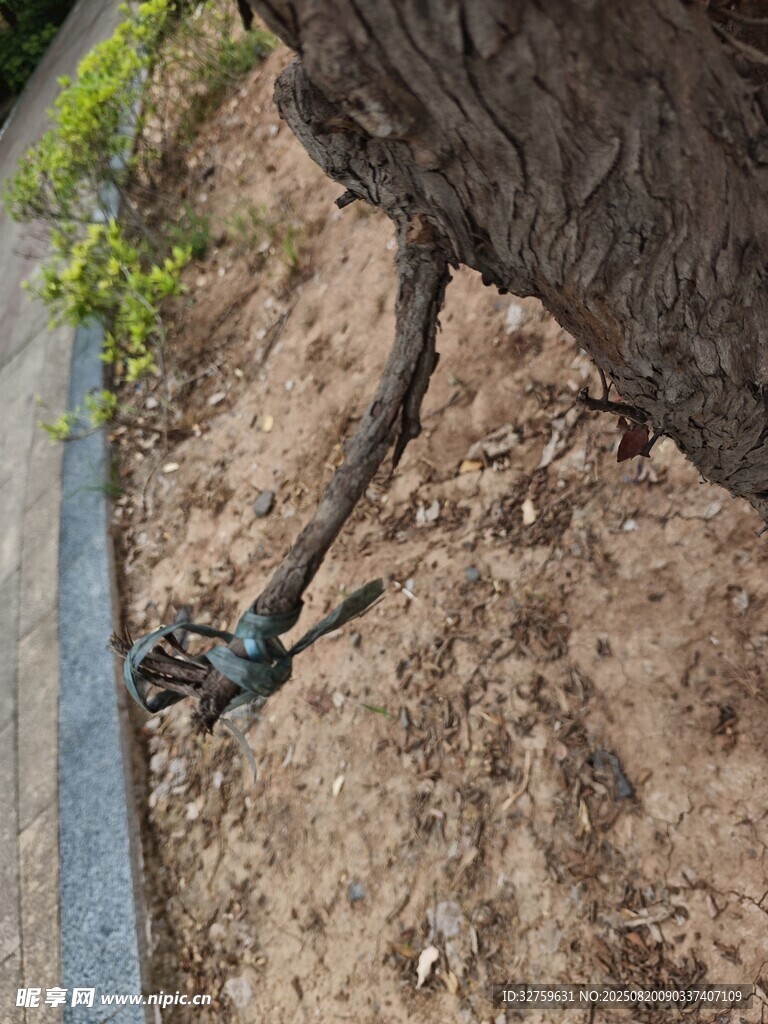 树根穿破路面展顽强生命力