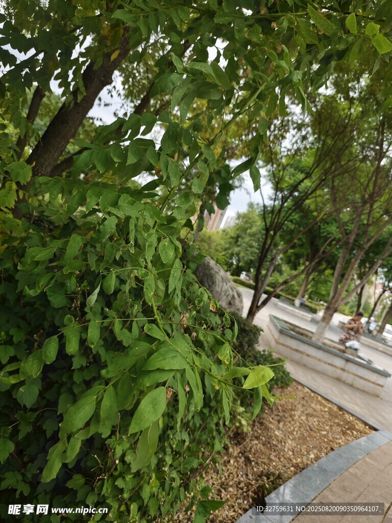 路边繁茂绿植景观