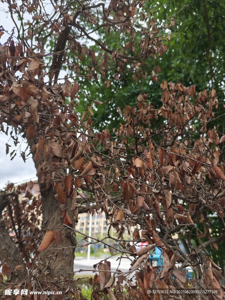 秋日斑驳树叶景观