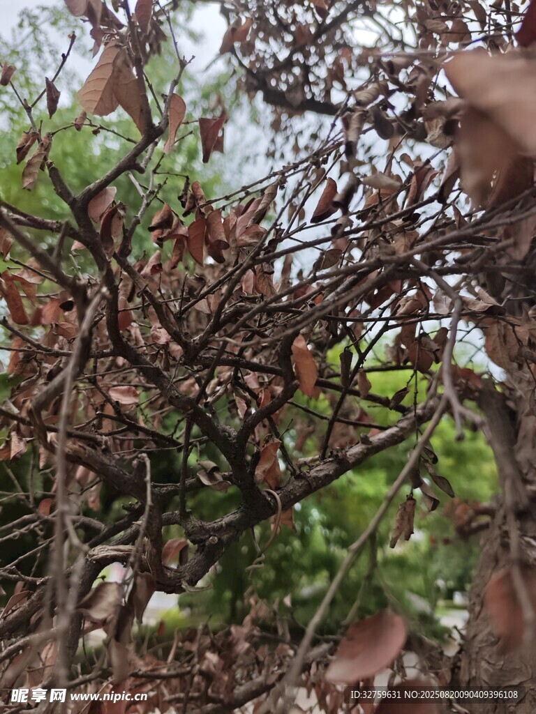 枯荣交织的树木景象