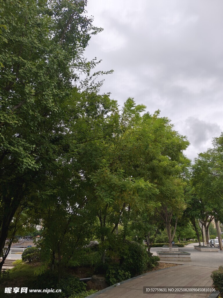 绿树环绕的宁静小路