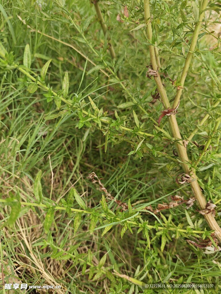 野外绿色丛生植物景象