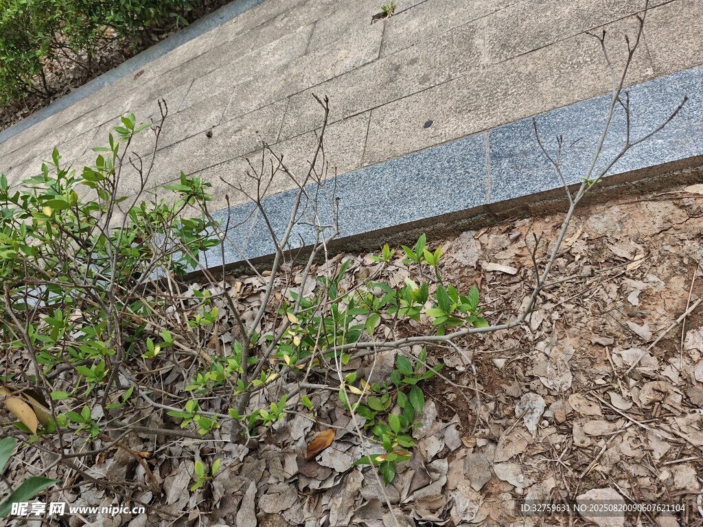 路边石旁的绿色植物