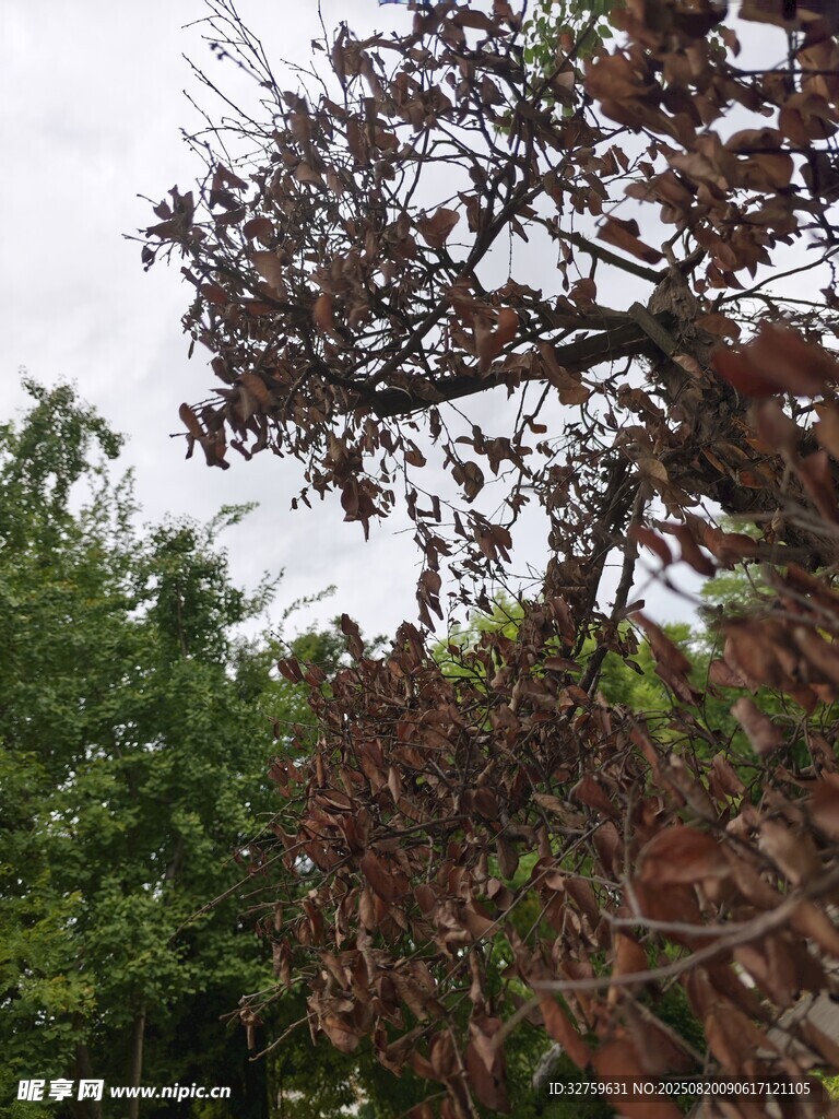 红叶树木 