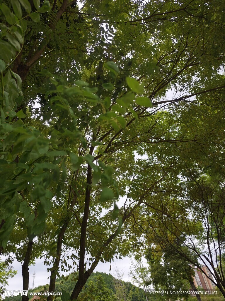 夏日绿树成荫景象