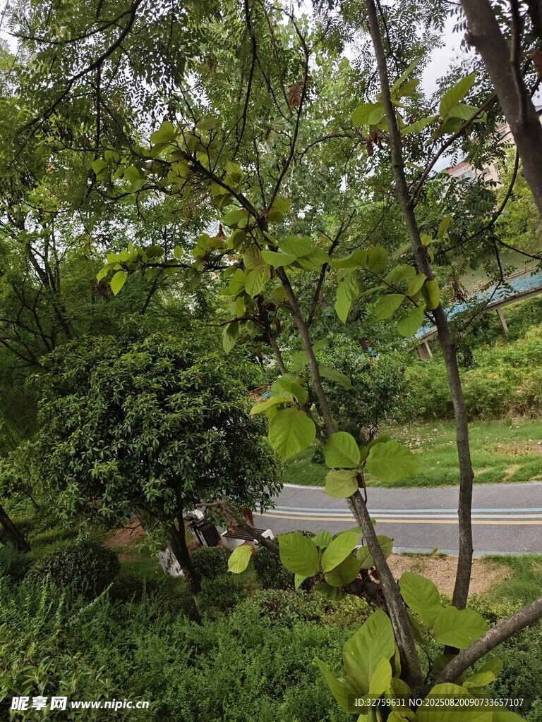 林间小道旁的繁茂绿植