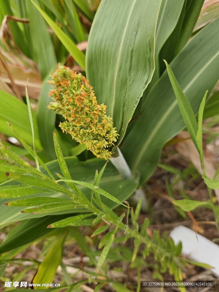 谷穗初成于翠绿植株间