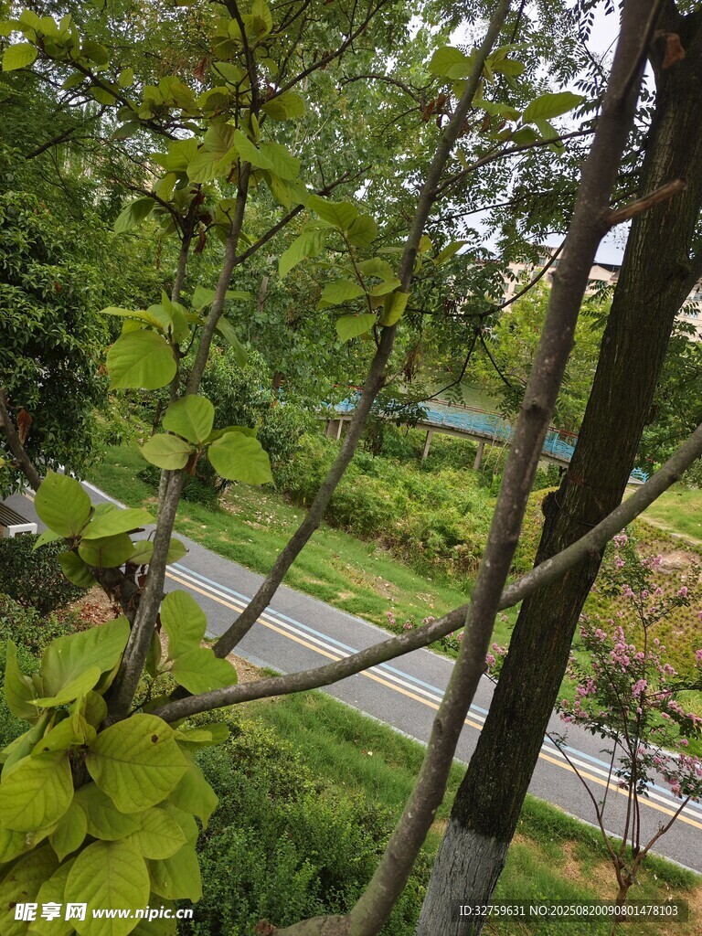 林间小道旁的葱郁绿植
