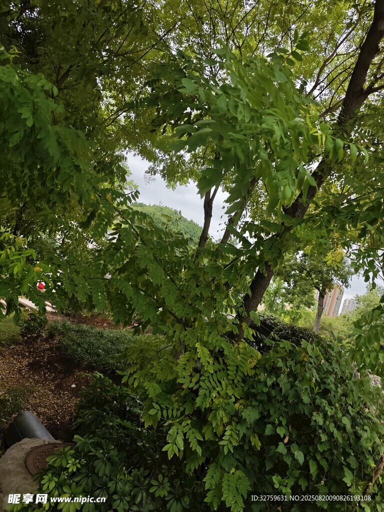 繁茂绿植下的自然景致