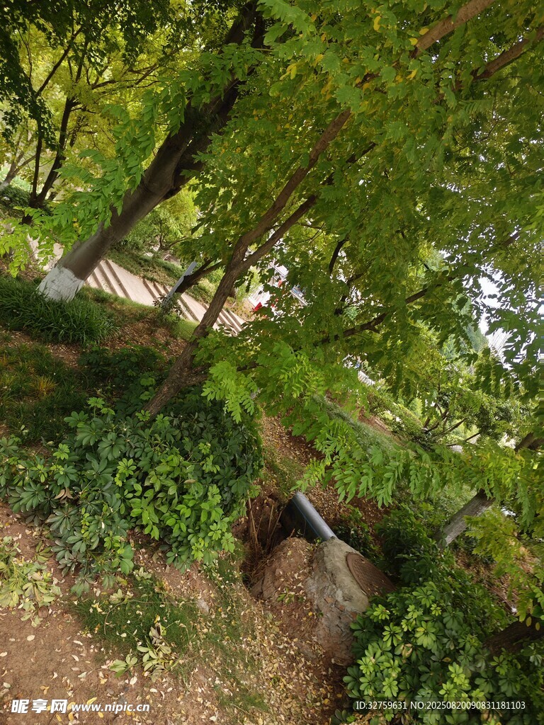 林间小屋隐于葱郁绿植中