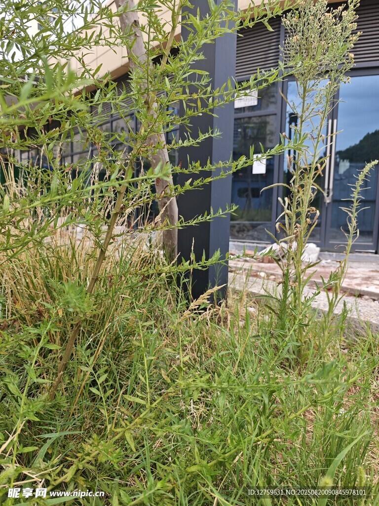 户外绿植环绕的建筑一角