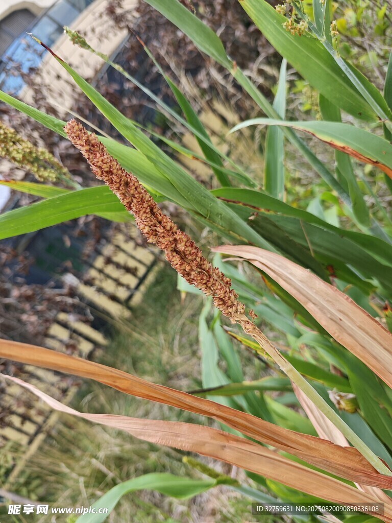田间成熟的谷穗