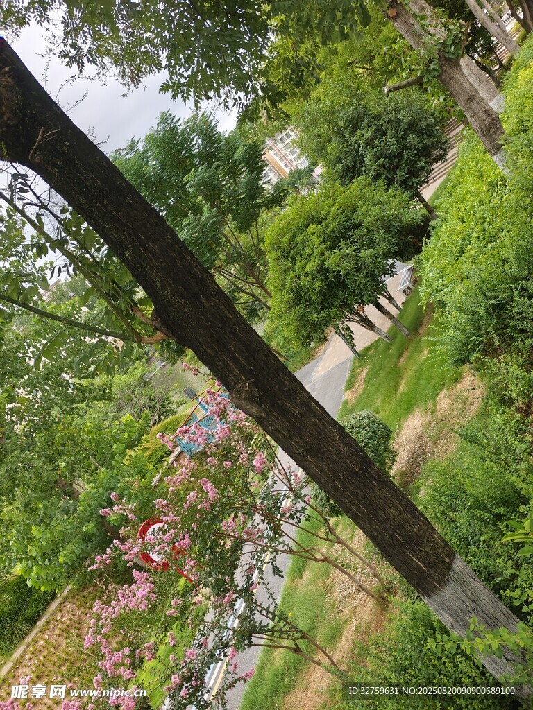林间小道的自然景致