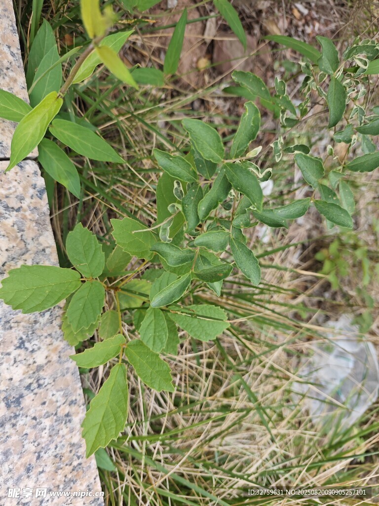 草丛中的透明塑料瓶