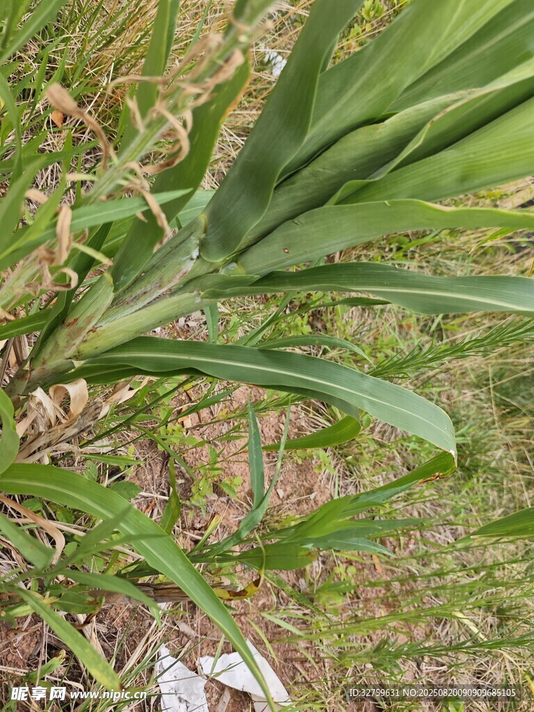 翠绿植物叶片特写