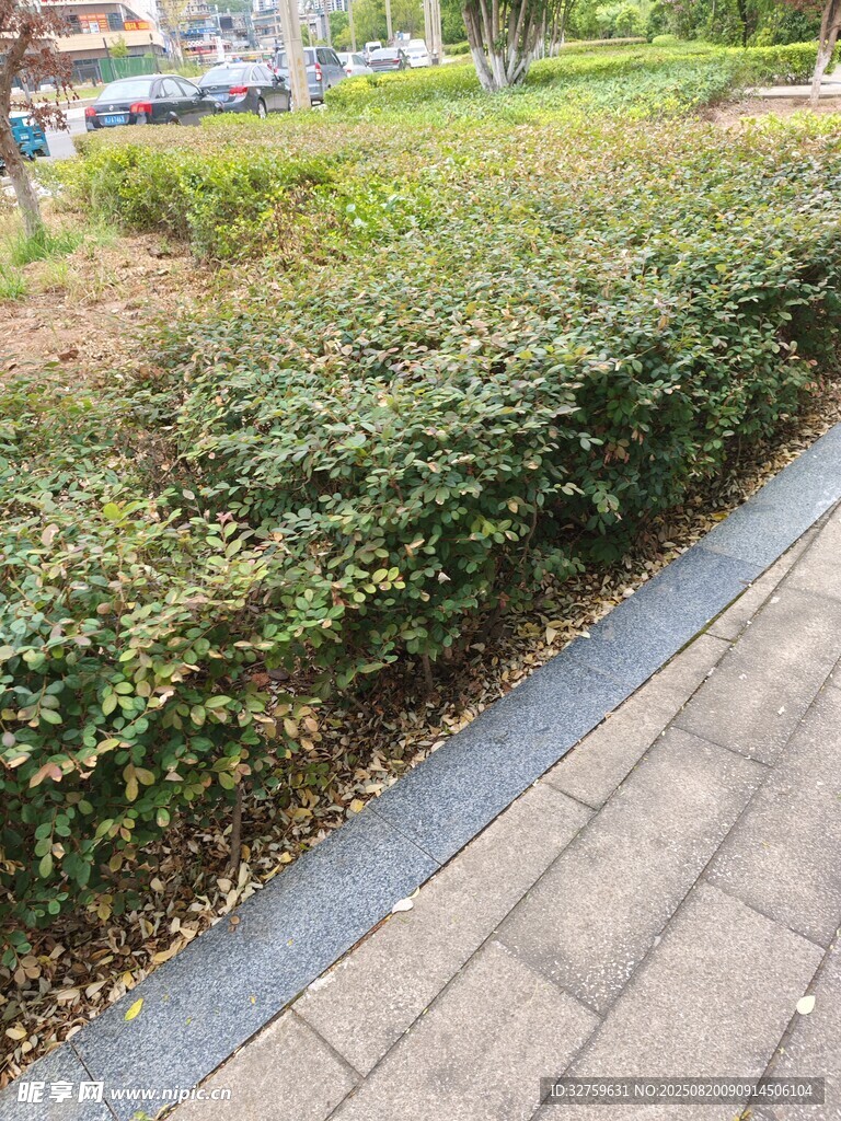 路边绿植景观