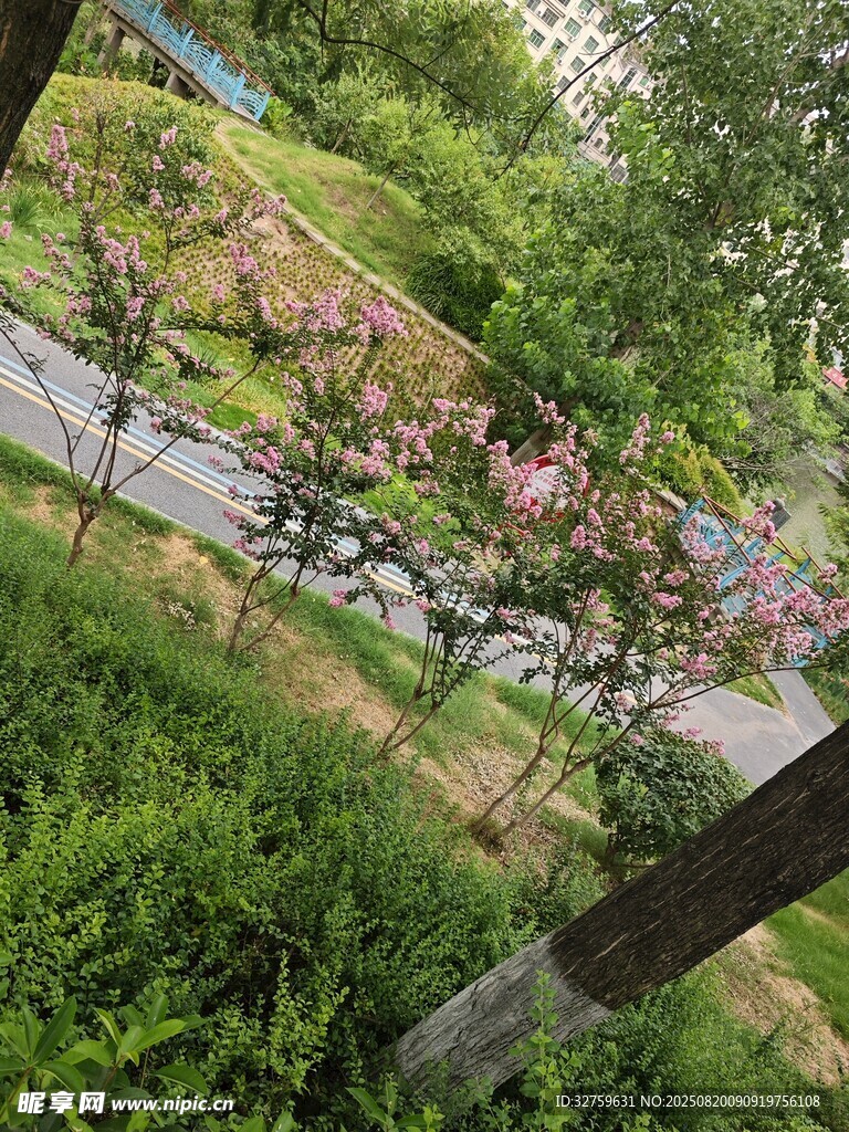 春日路边繁花绿树景致