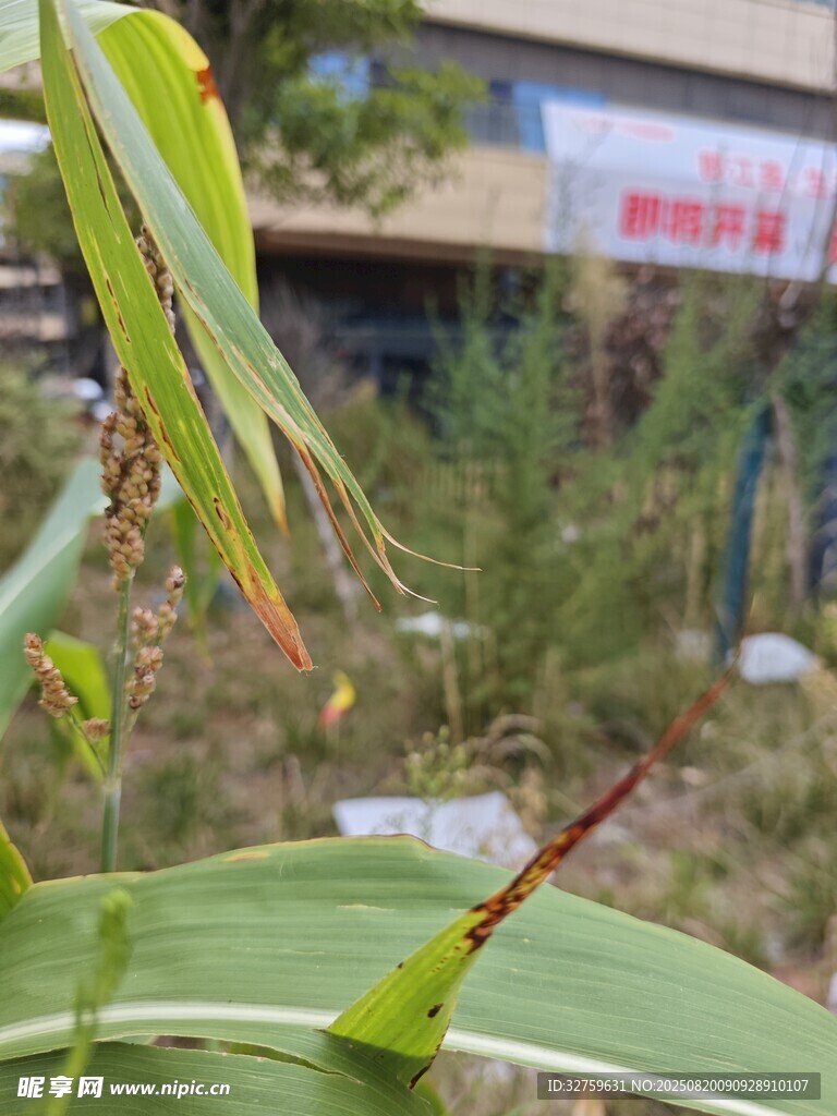 绿叶上的小昆虫特写