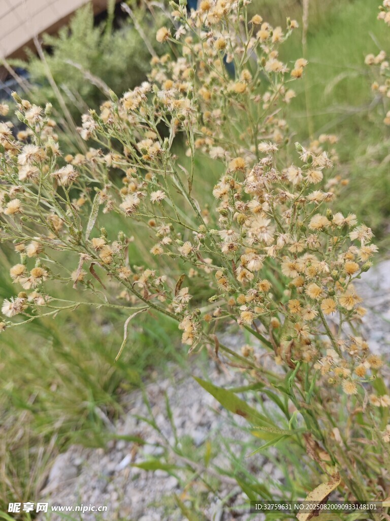 野外绽放的淡黄小花