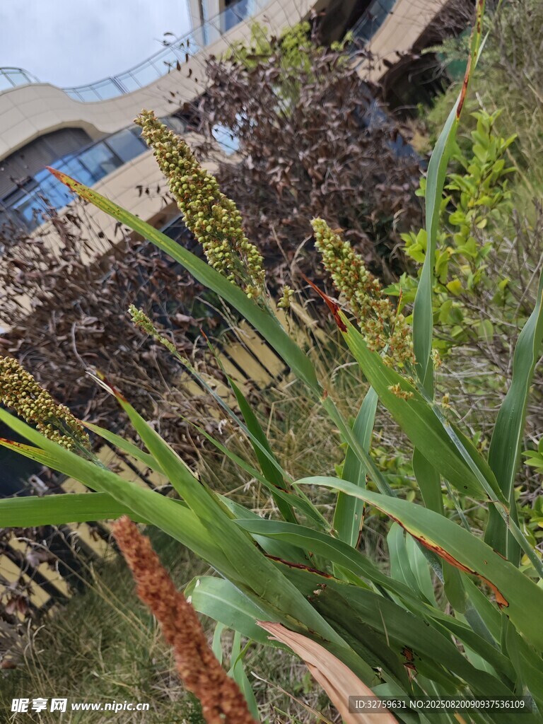 庭院中的绿植花卉景观
