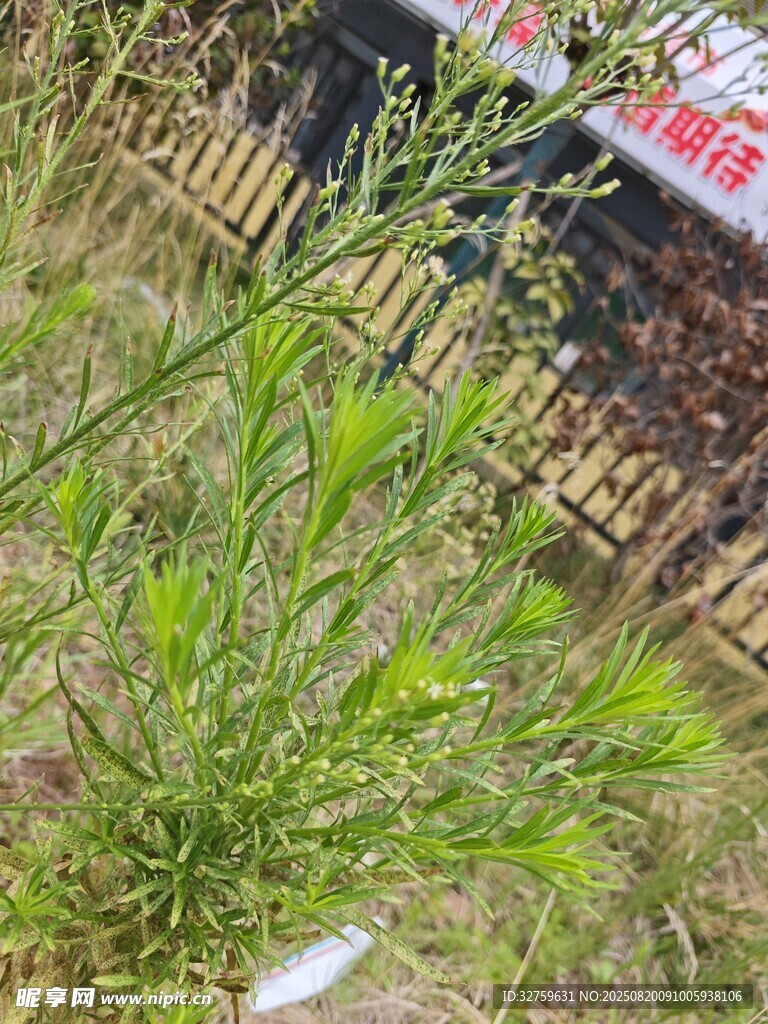 翠绿水生植物