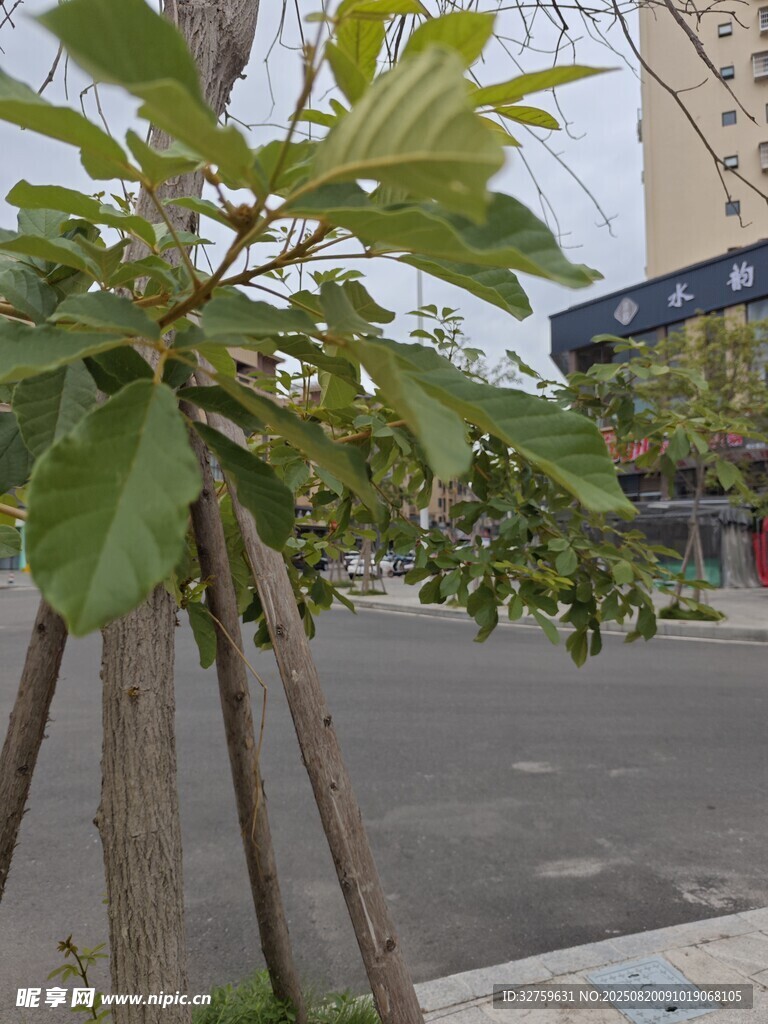 路边小树 