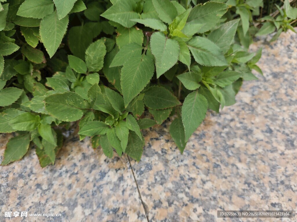 石缝间的翠绿植物