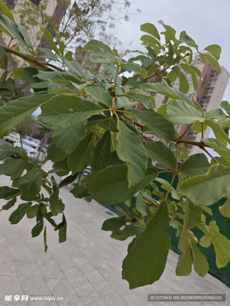 无花果树枝叶特写