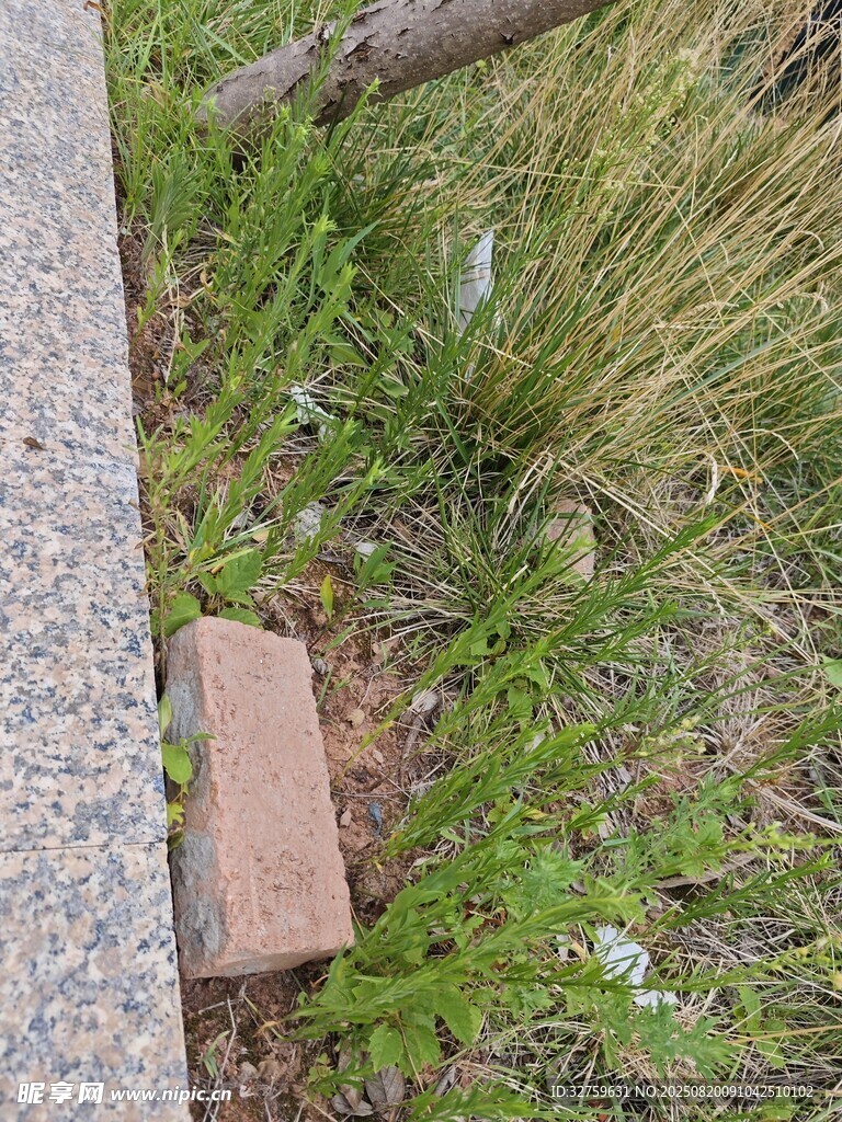 路边石块旁的绿色小草