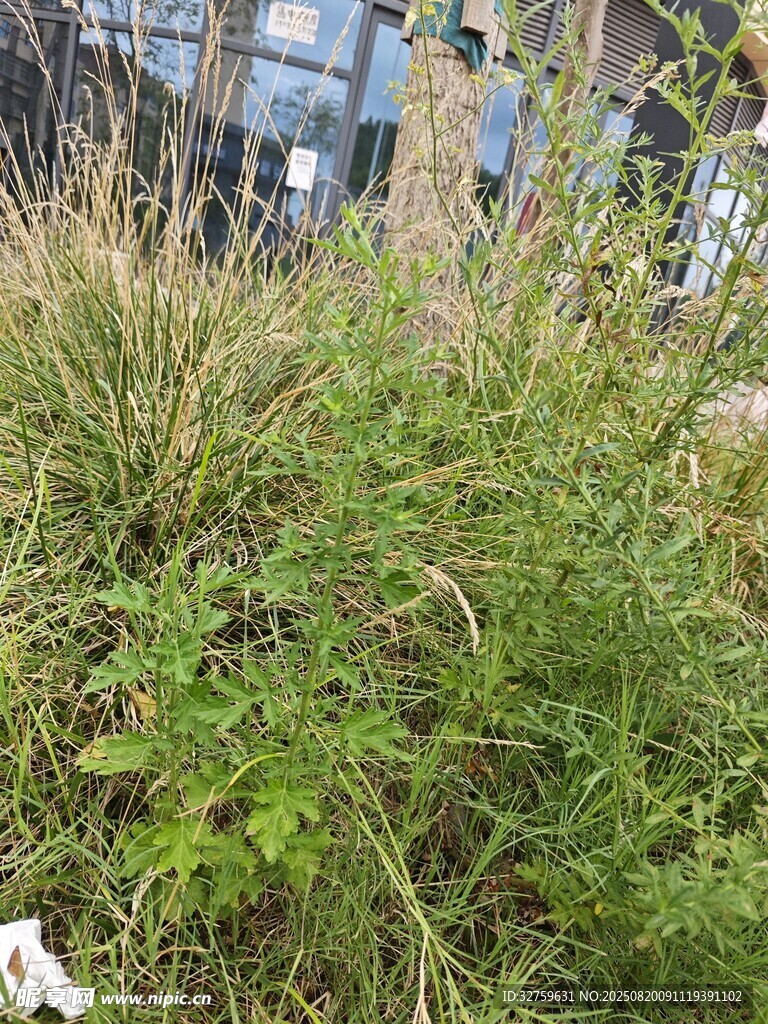 户外茂盛的绿色植物景观