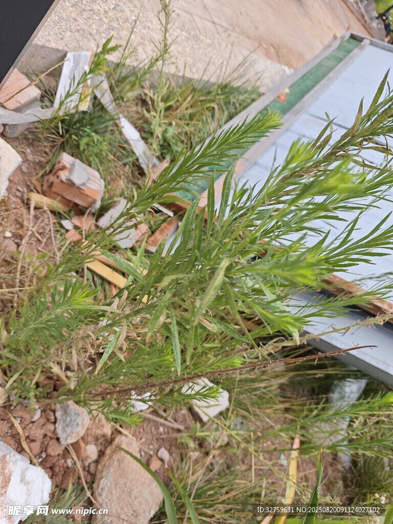 路边生长的绿色植物