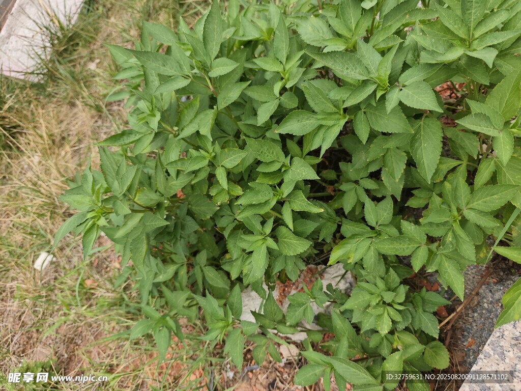 绿叶繁茂的地面植物