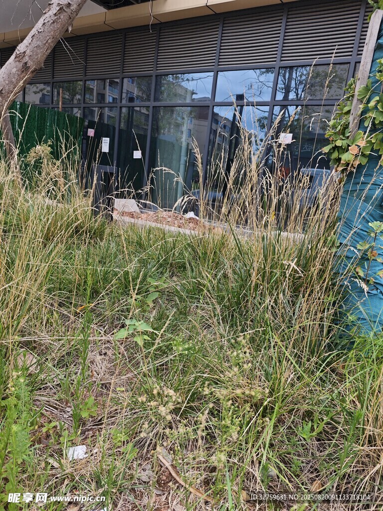 户外杂草丛生的荒废场景