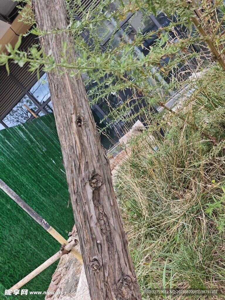 户外绿植与树干景观