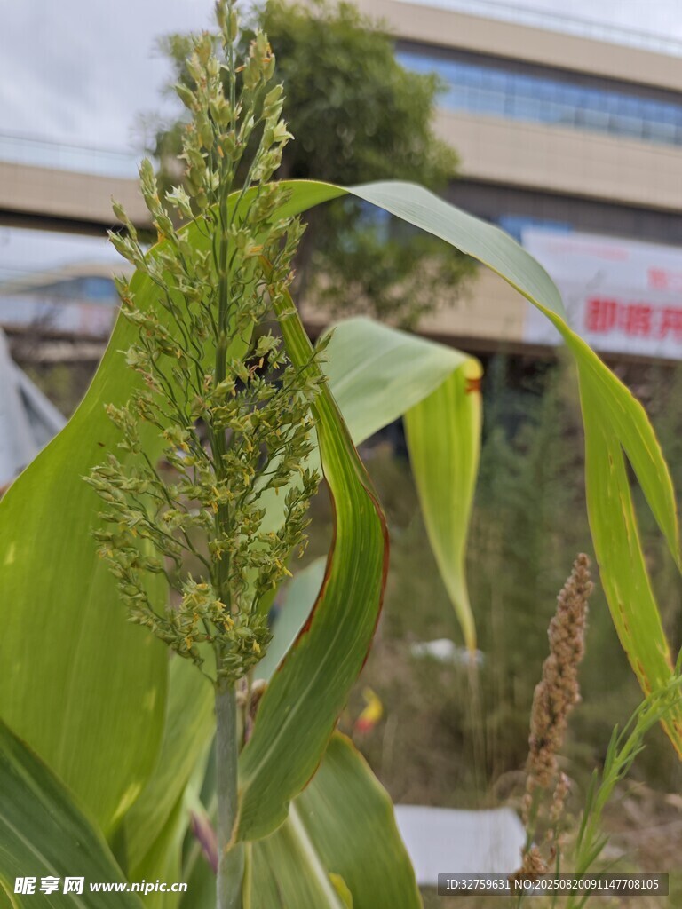 户外生长的绿色植物