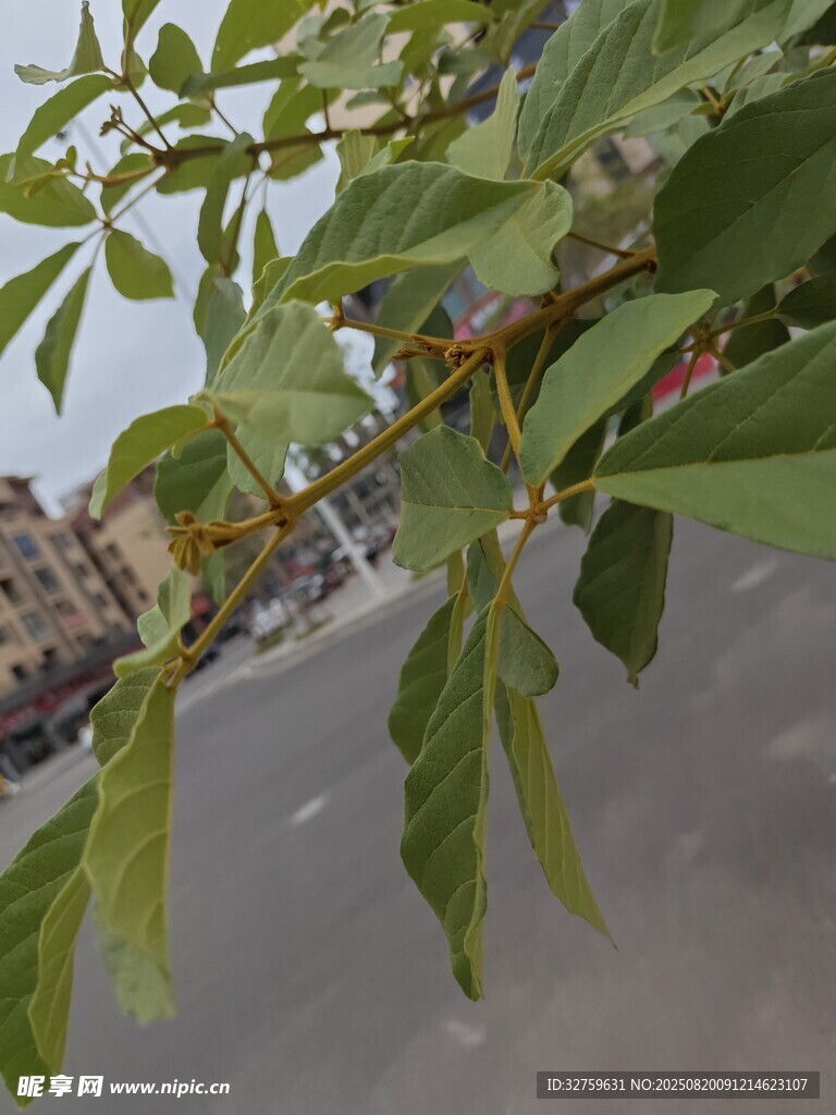 枝头绿叶下的城市街景