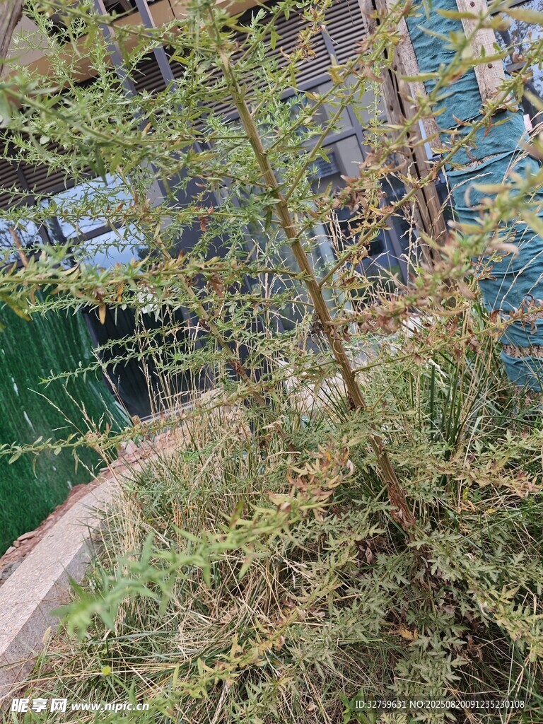 林间小道旁的繁茂绿植