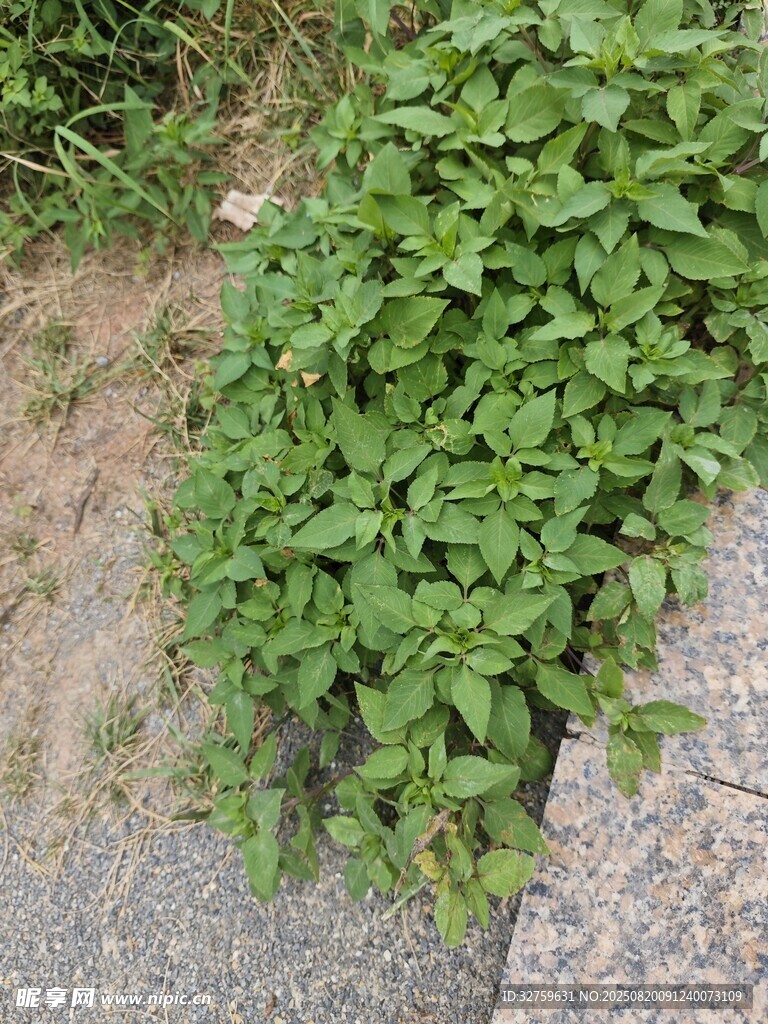 墙边生长的翠绿植物
