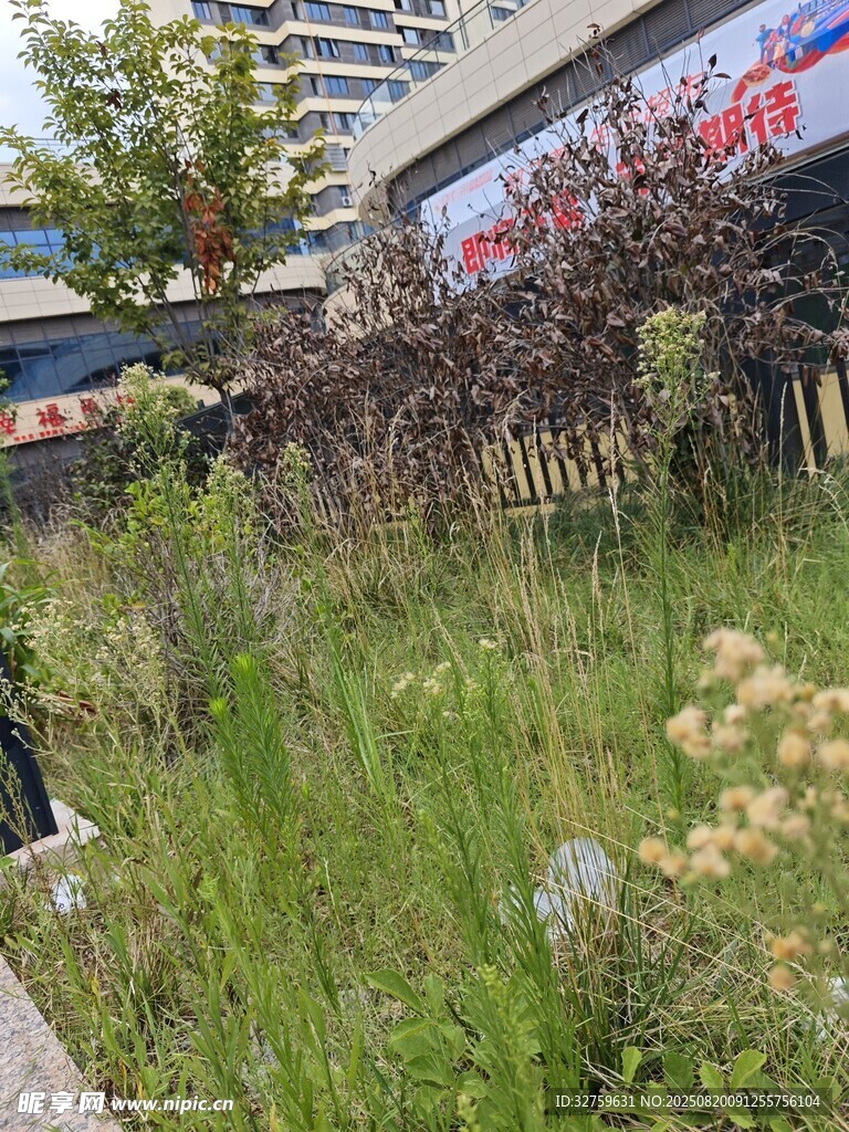城市中荒废角落的杂草景象