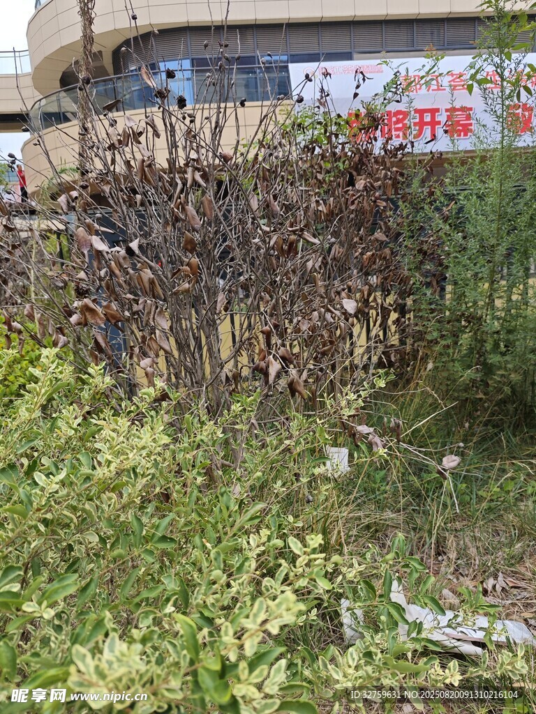 废弃围栏旁的杂草场景