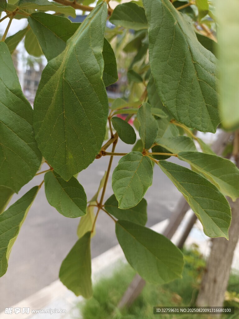 绿叶繁茂的树