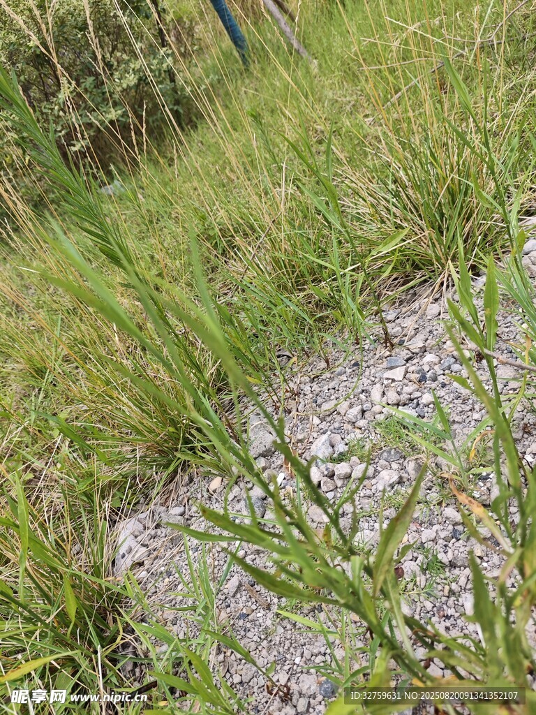 草地中的碎石区域