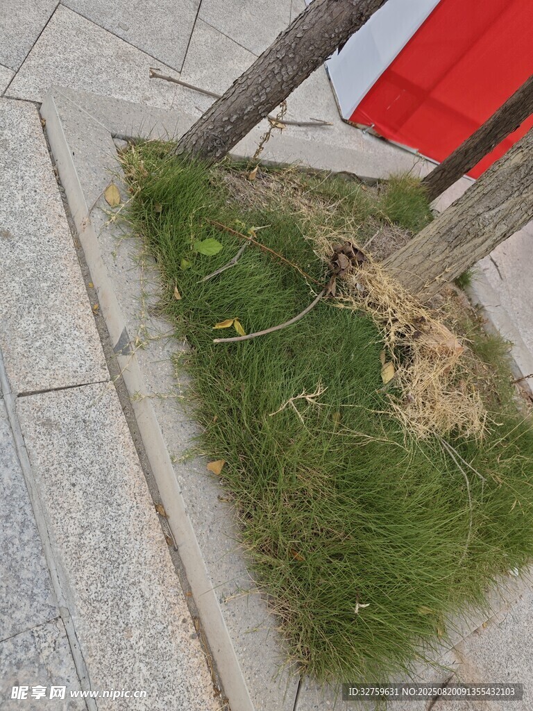 路边树根处长出的嫩绿草丛
