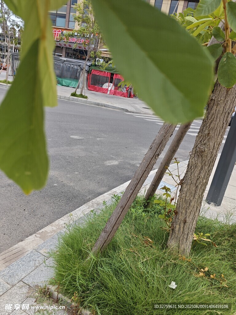路边小树及周边景象