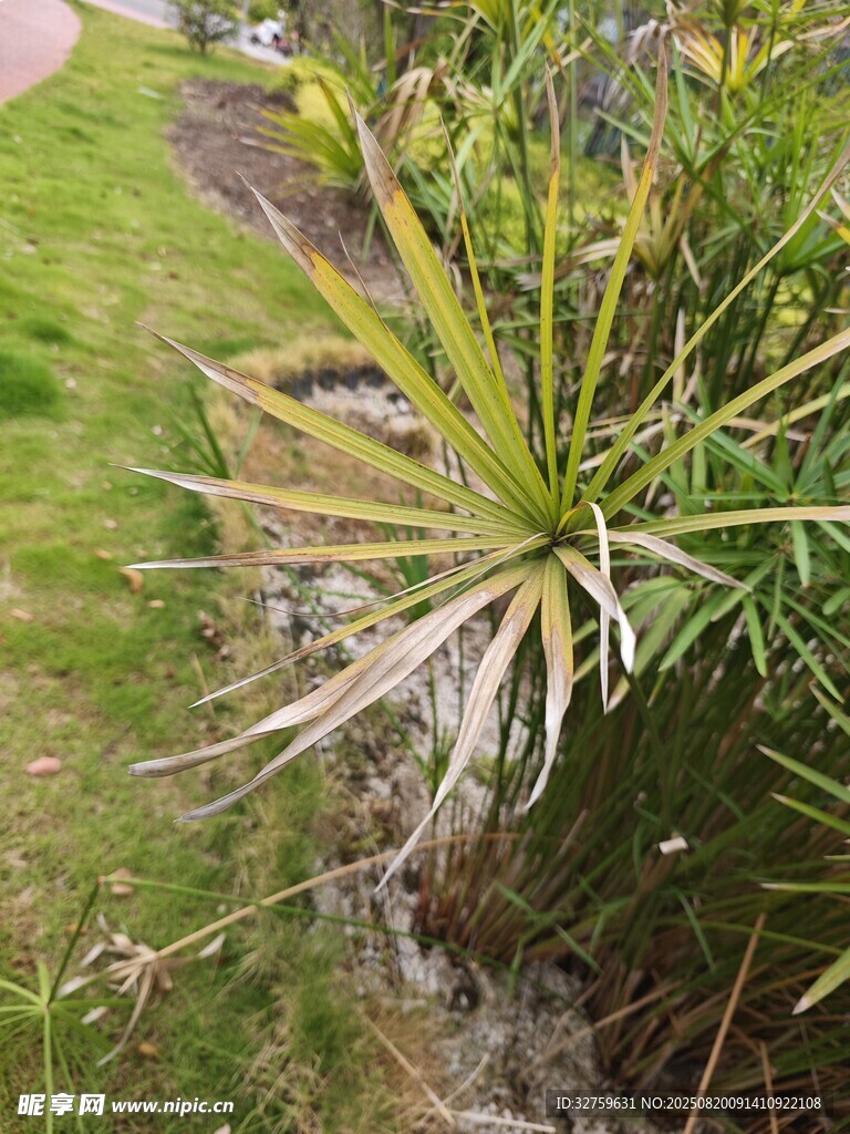 户外翠绿龙舌兰植物景观