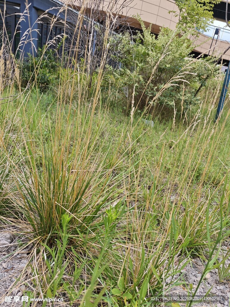 户外草地场景